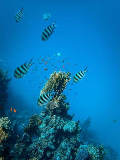 Black and white striped fish
